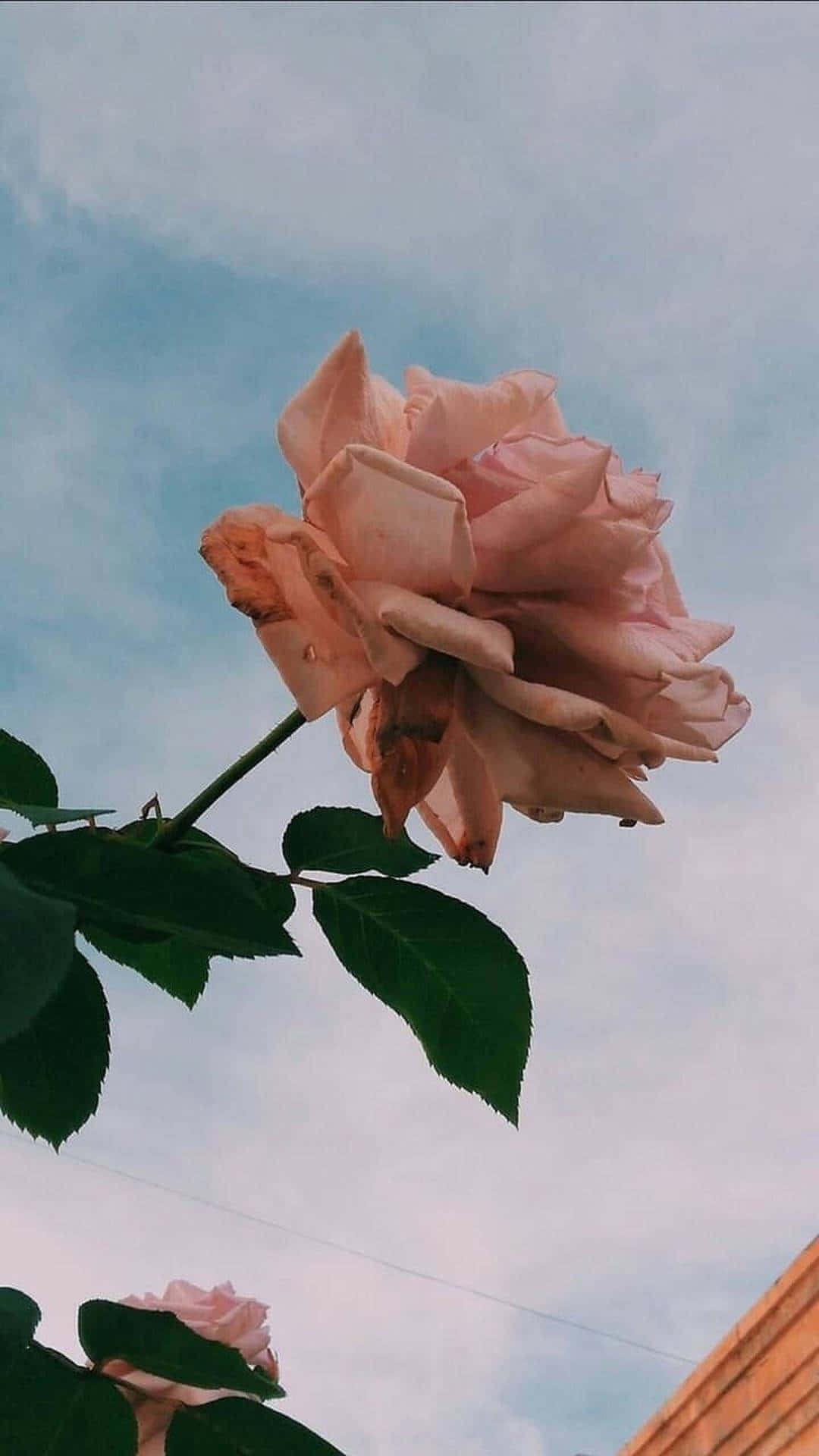 Rose Gold Bloom Against Sky Wallpaper