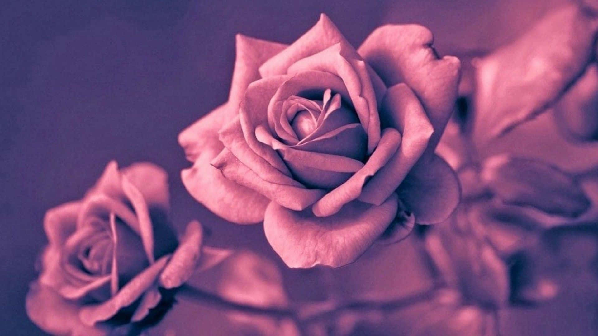 A Purple Rose Is Shown In The Background Wallpaper