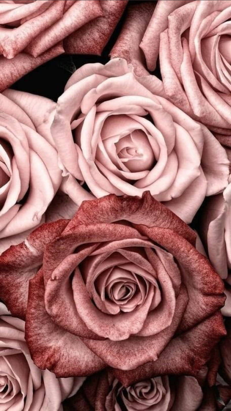 rosa roser metal print tapet Wallpaper