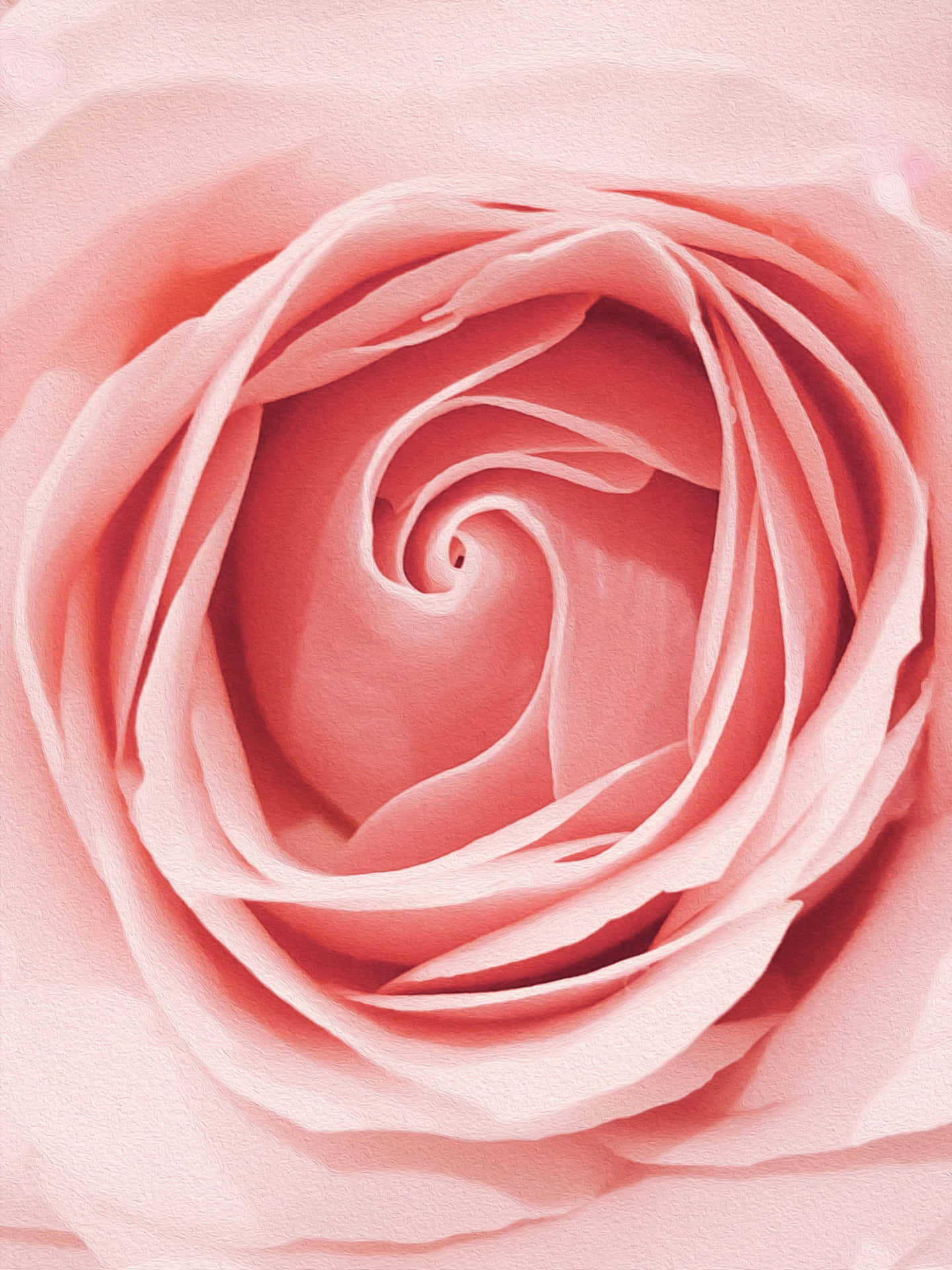 Rose Gold Pastel Rose Closeup Wallpaper