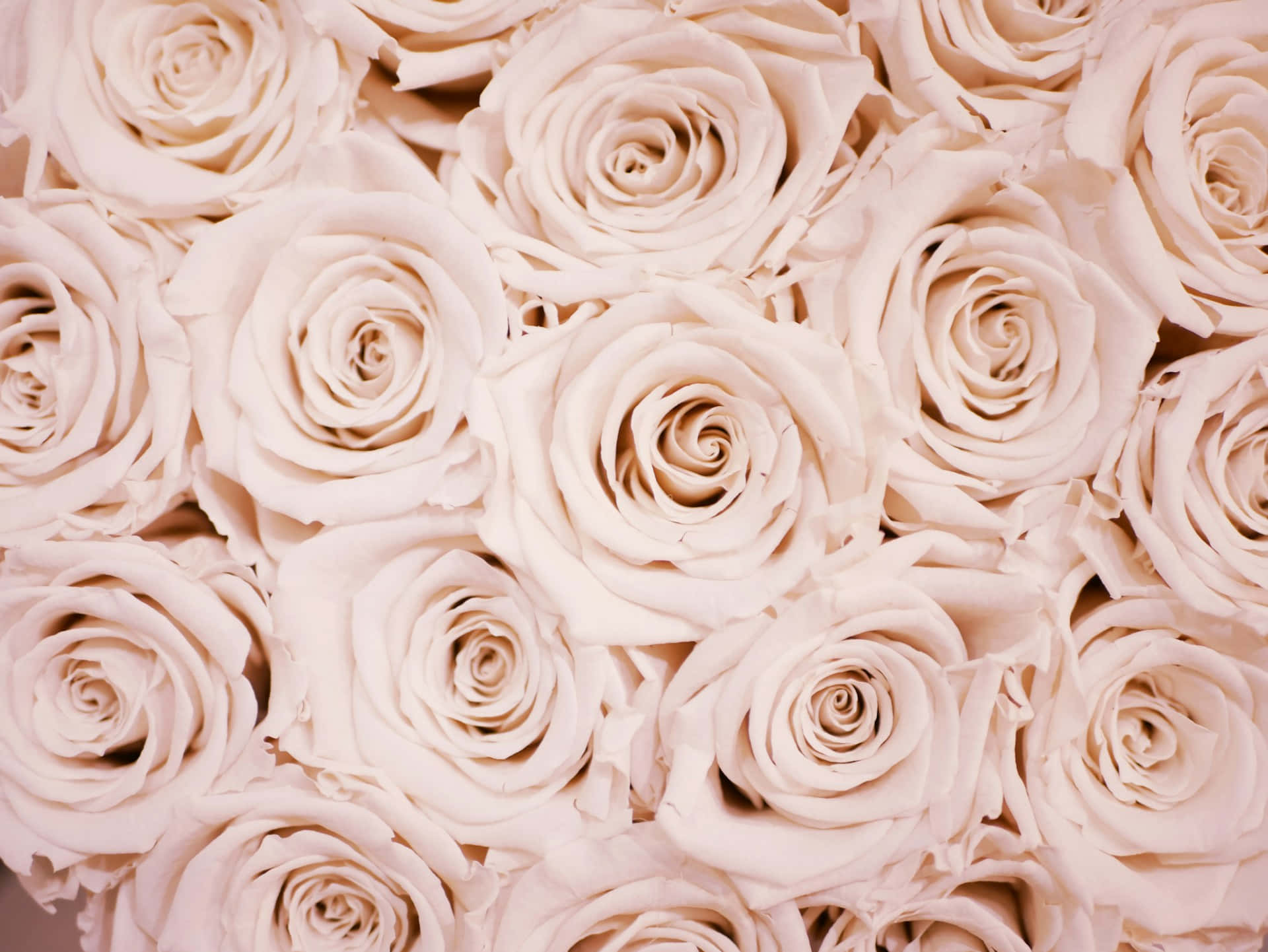 Rose Gold Pastel Roses Background Wallpaper
