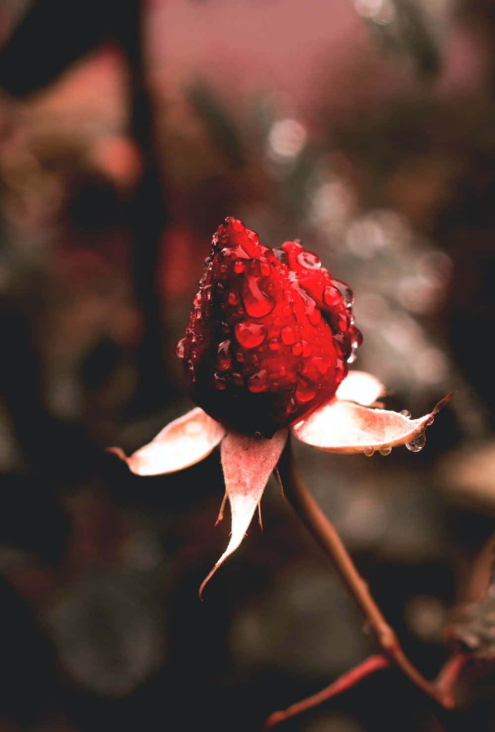 A Rain-Kissed Blooming Rose Wallpaper