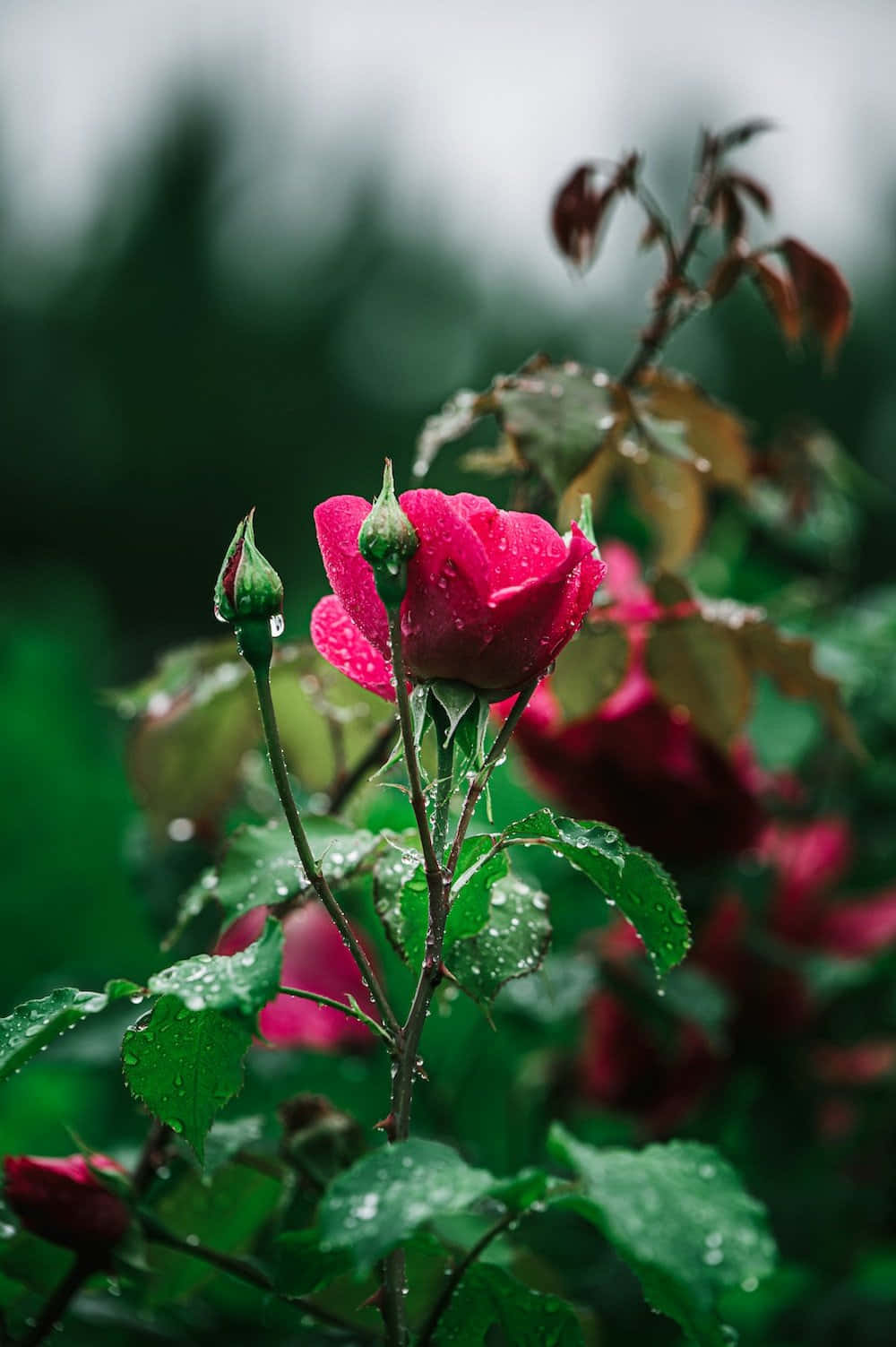 A vibrant rose kissed by rain Wallpaper