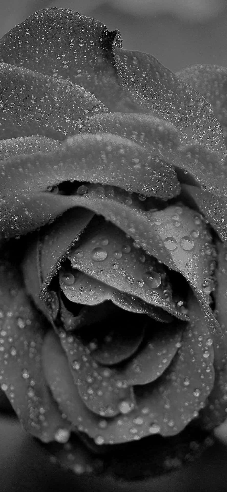 Enchanting Rose Captured in the Rain Wallpaper