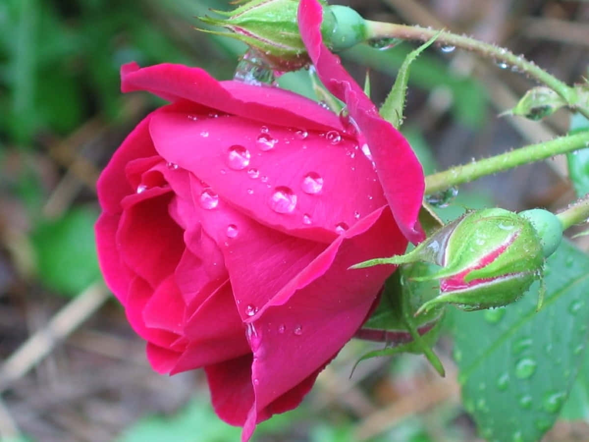 "Raindrops on a Rose" Wallpaper