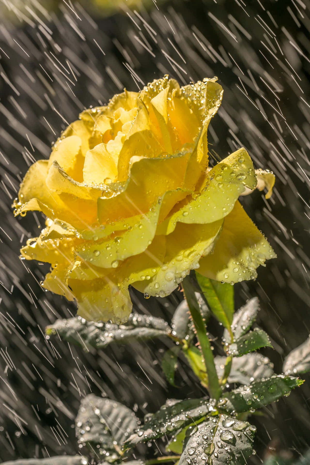 Raindrops on a Red Rose Wallpaper