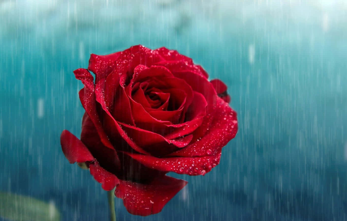 A delicate rose in the midst of a gentle rain shower Wallpaper