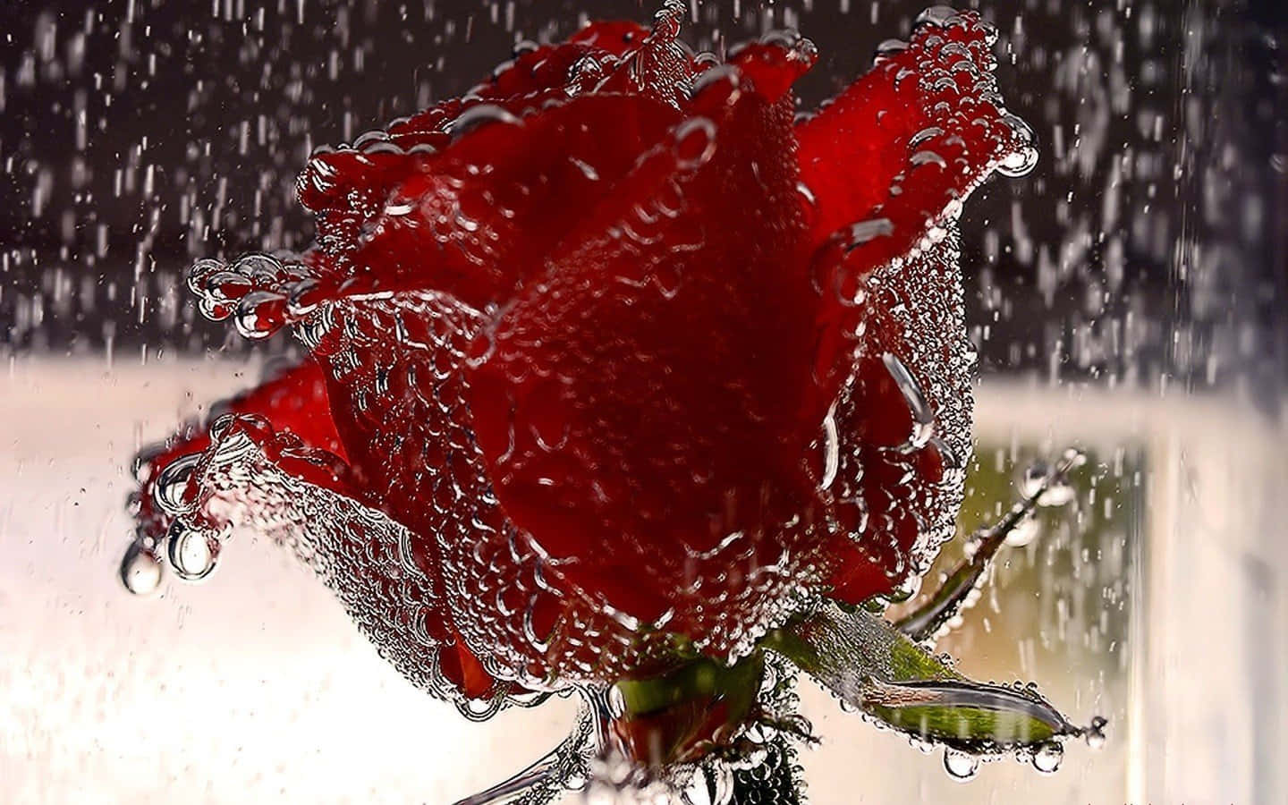 A vibrant rose drenched in raindrops Wallpaper