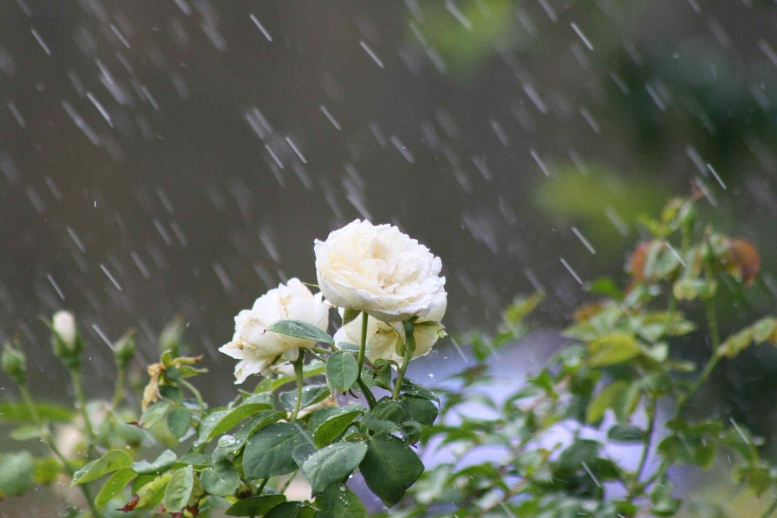 A Beautiful Red Rose amidst Raindrops Wallpaper