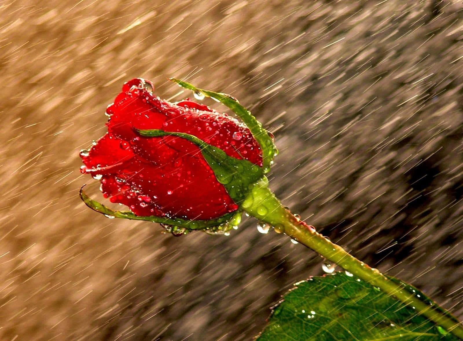 "A solitary rose enduring a gentle rain" Wallpaper