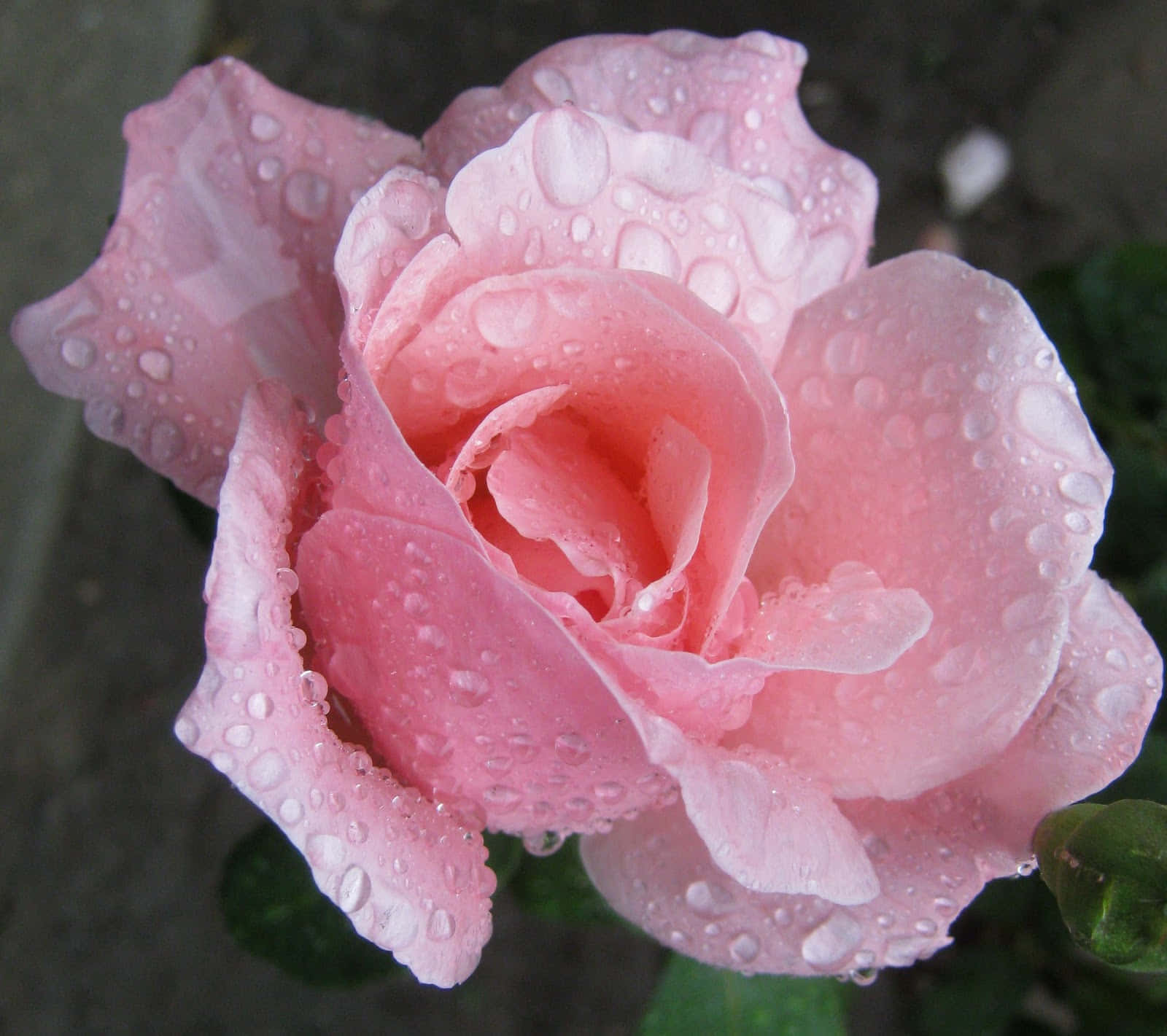 Elegant Rose Amidst Raindrops Wallpaper