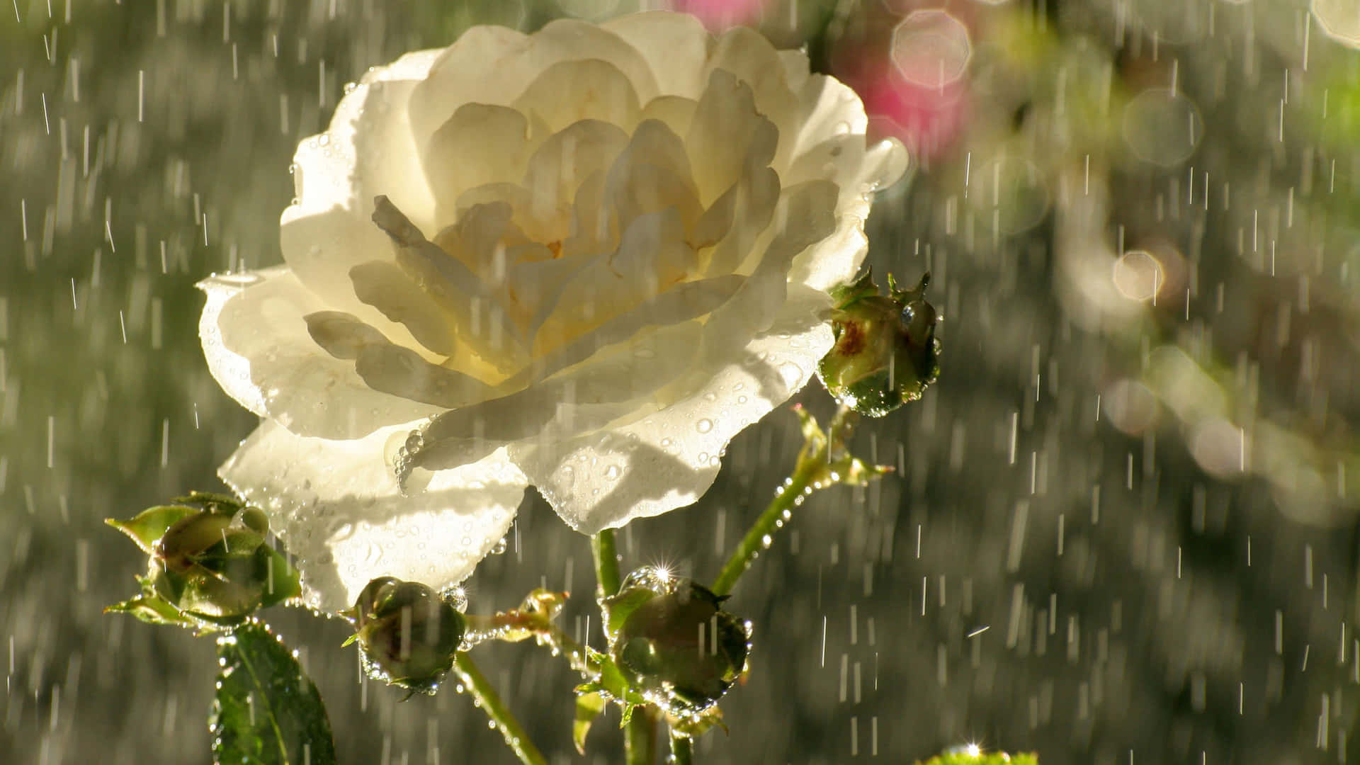 Blooming Rose Glistening in the Rain Wallpaper