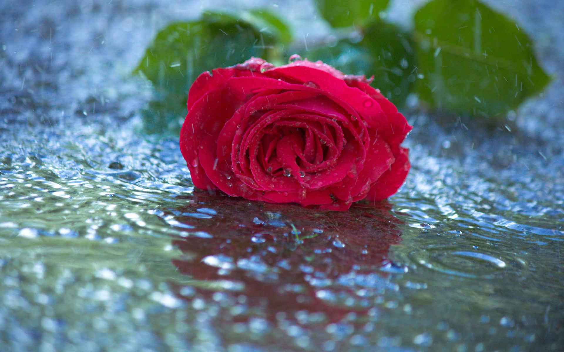 Captivating Beauty of a Red Rose in Rain Wallpaper