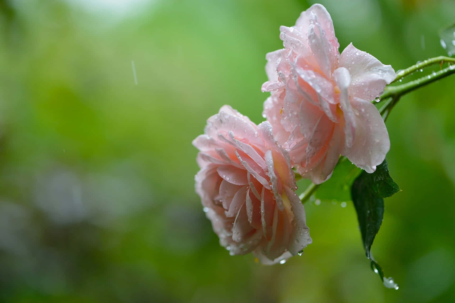 Rain-soaked Rose: A Gleaming Symbol of Love and Serenity Wallpaper