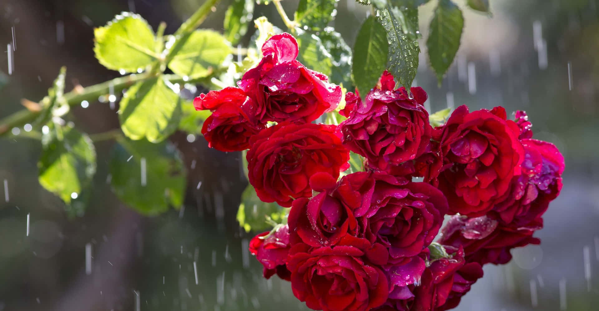 Unahermosa Rosa Bajo Una Lluvia Refrescante. Fondo de pantalla