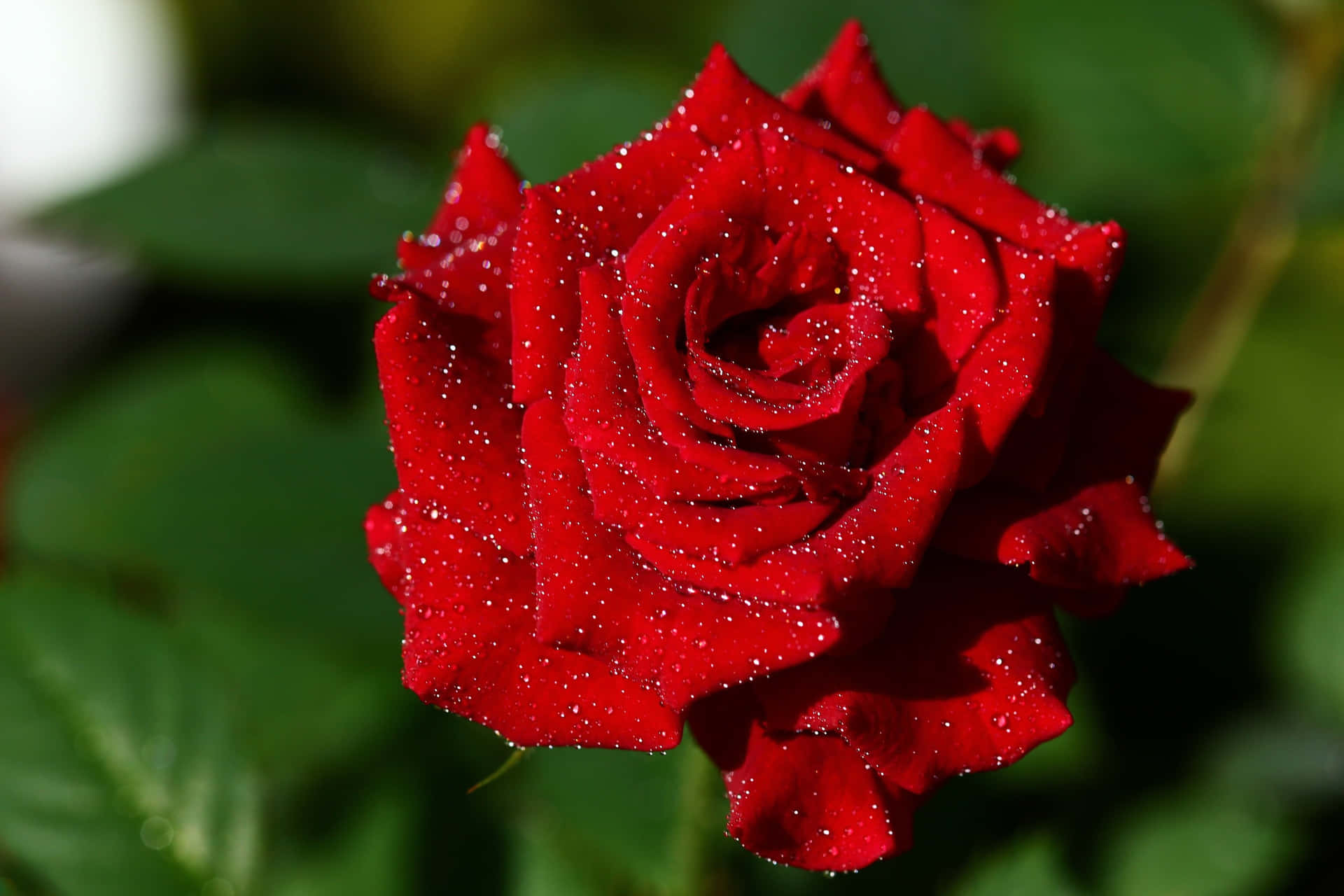 A vibrant, red rose soaked from glistening raindrops Wallpaper