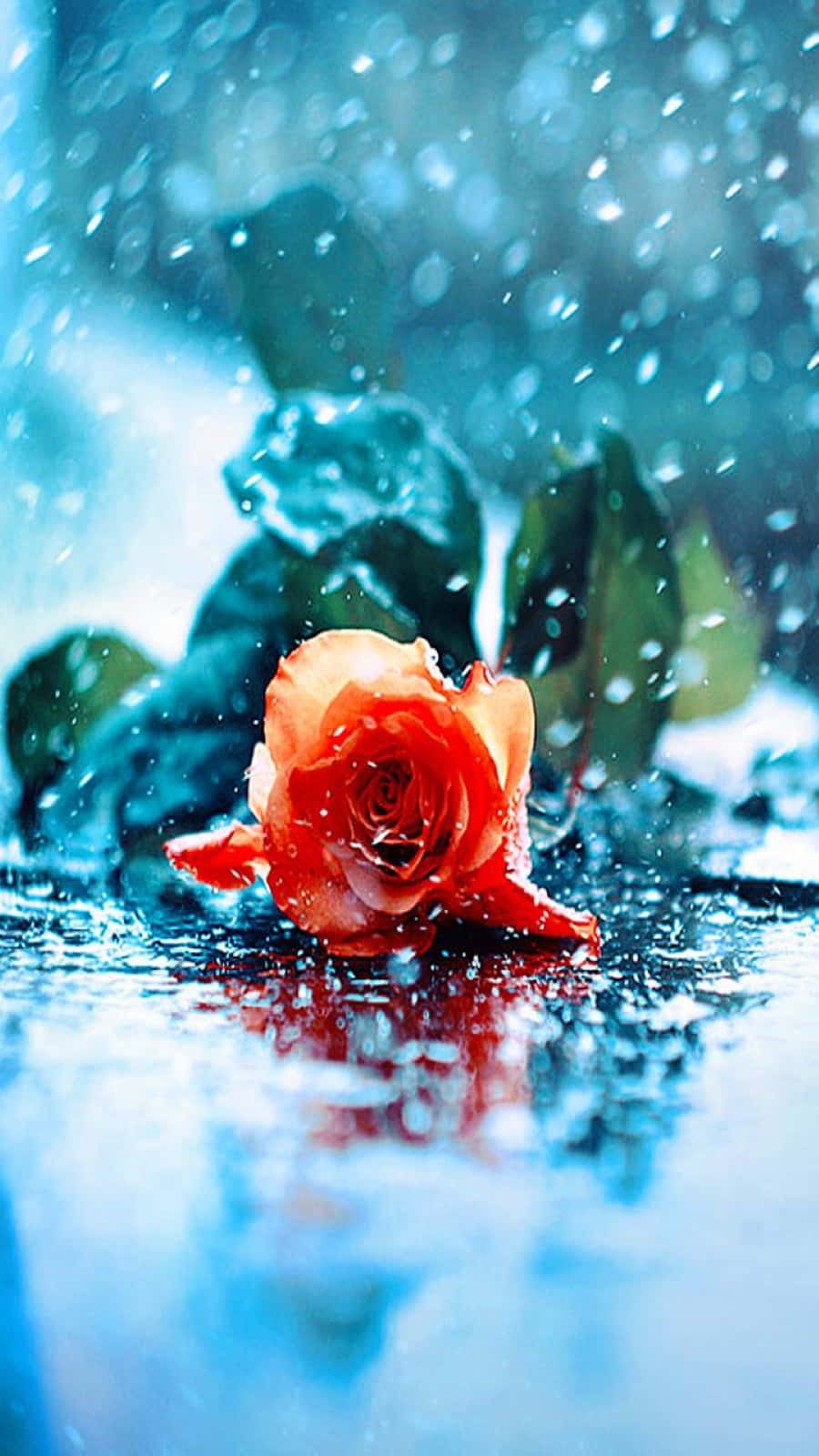 Enchanting Rose amidst Raindrops Wallpaper