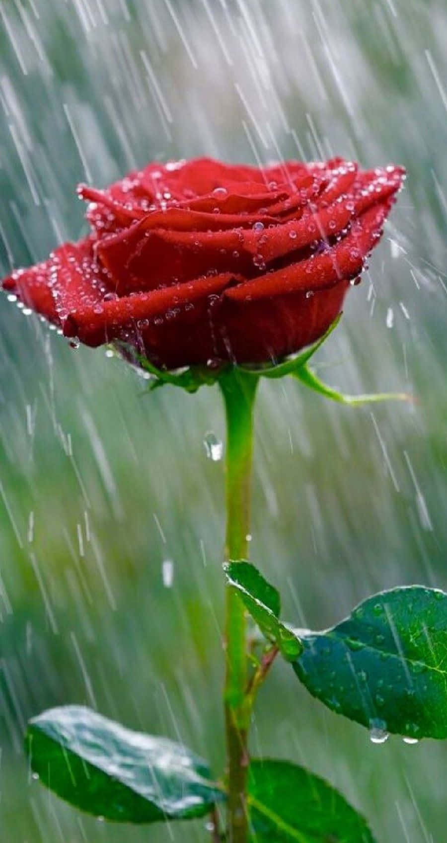 Elegant Rose Drenched in Raindrops Wallpaper