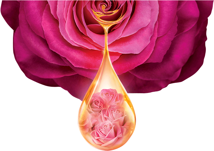 Rose Infused Oil Drop PNG