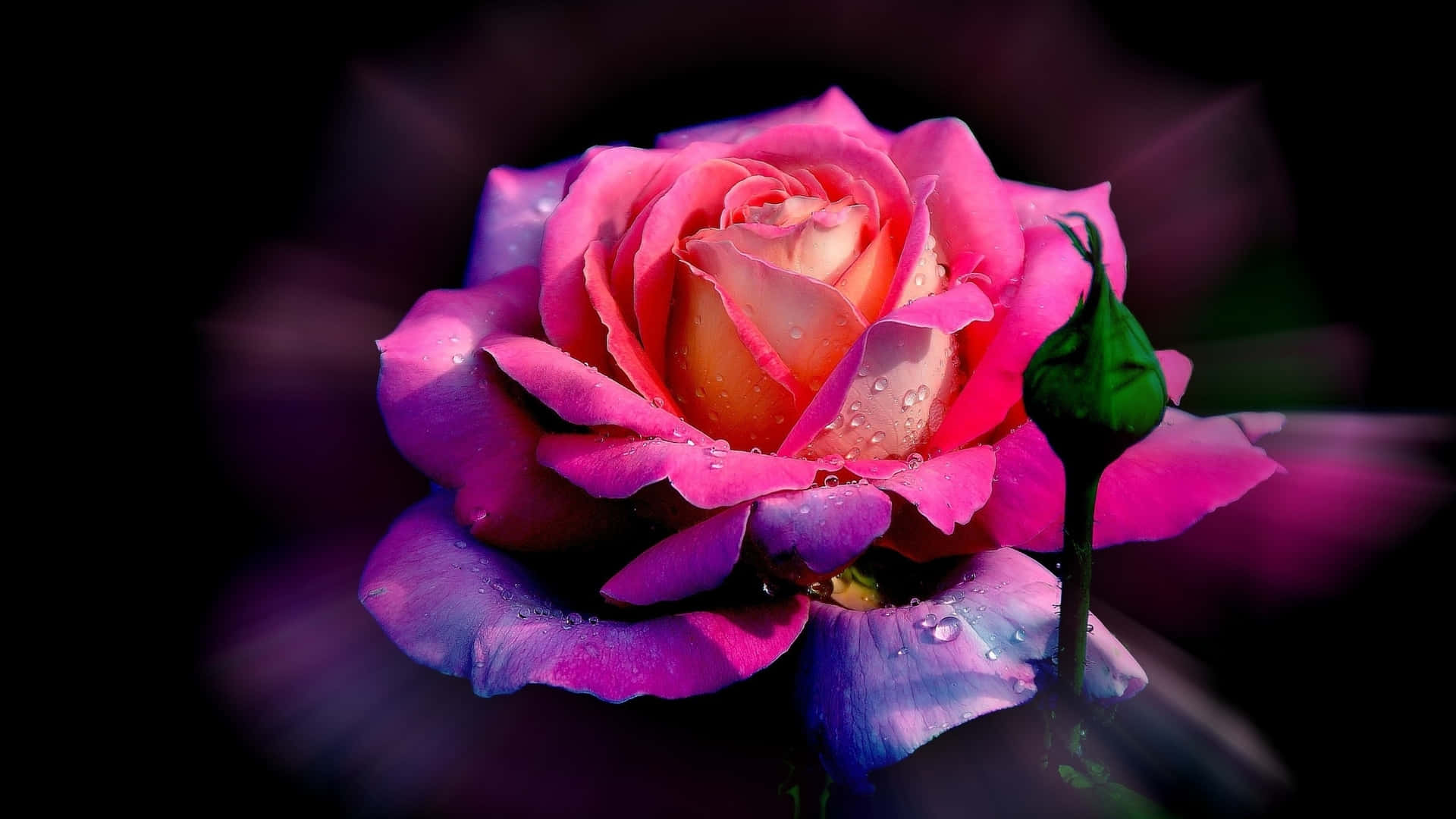 En lyserød rose med vanddråber på den. Wallpaper