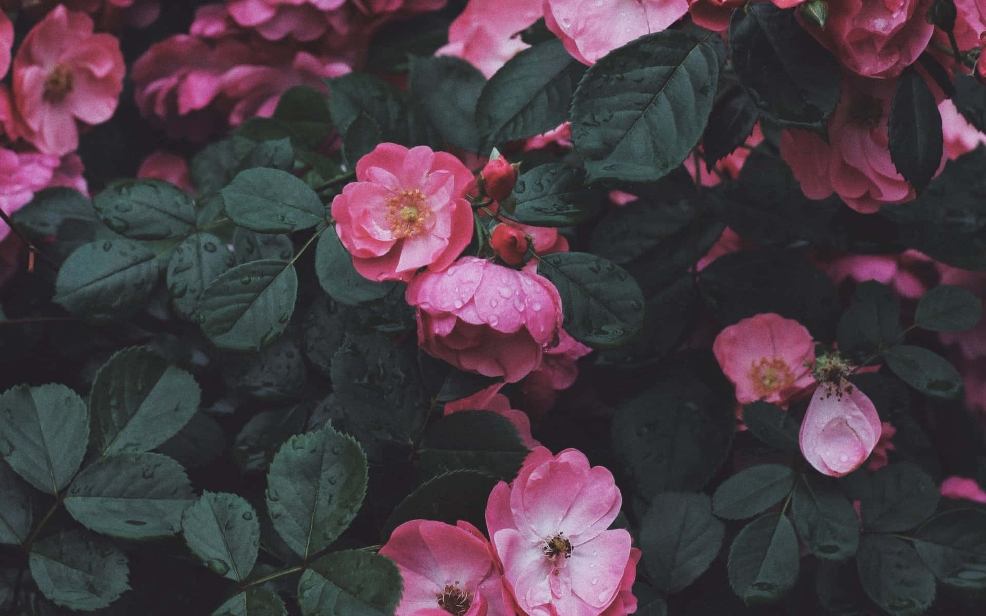 Download Pink Roses In The Garden Wallpaper | Wallpapers.com