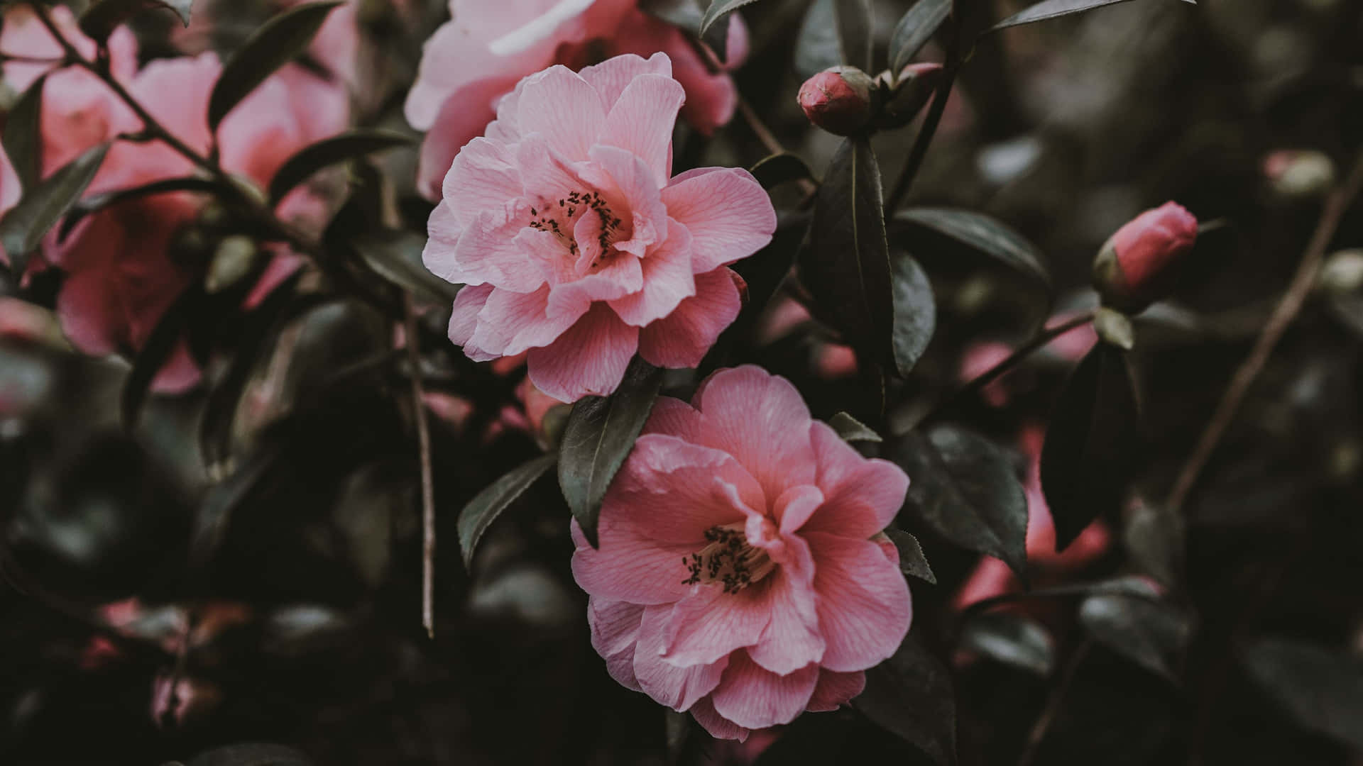 Pink Flowers In A Garden With Dark Leaves Wallpaper