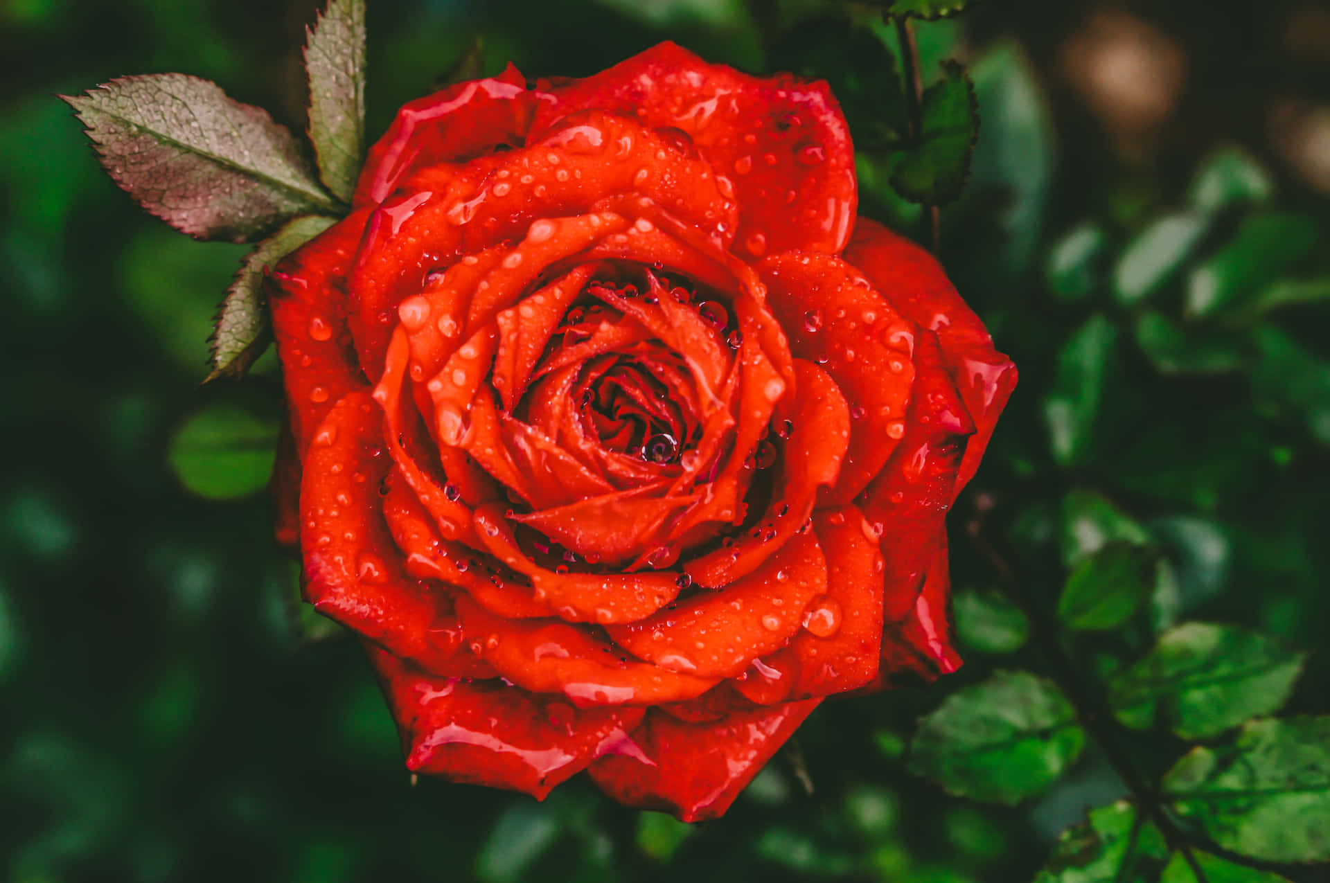Add A Beauty to Your Workstation - Rose Laptop Wallpaper
