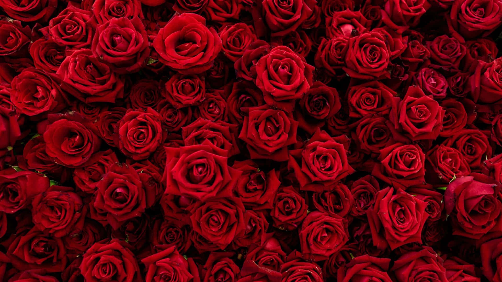 A Rose Colored Laptop Wallpaper