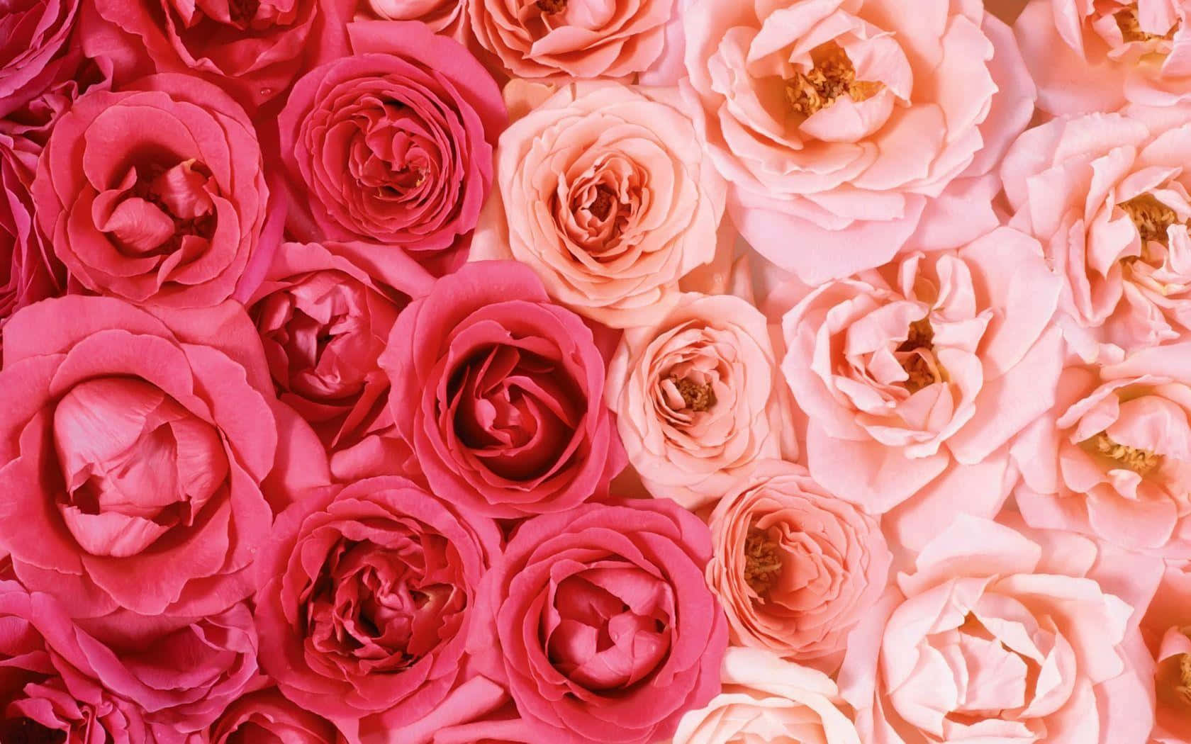 Red And Pink Rose Laptop Wallpaper