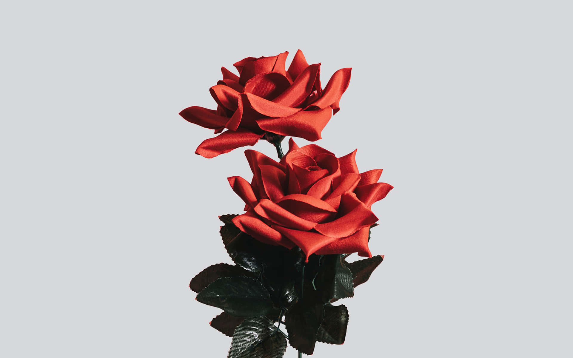 Two Red Roses In A Vase Wallpaper