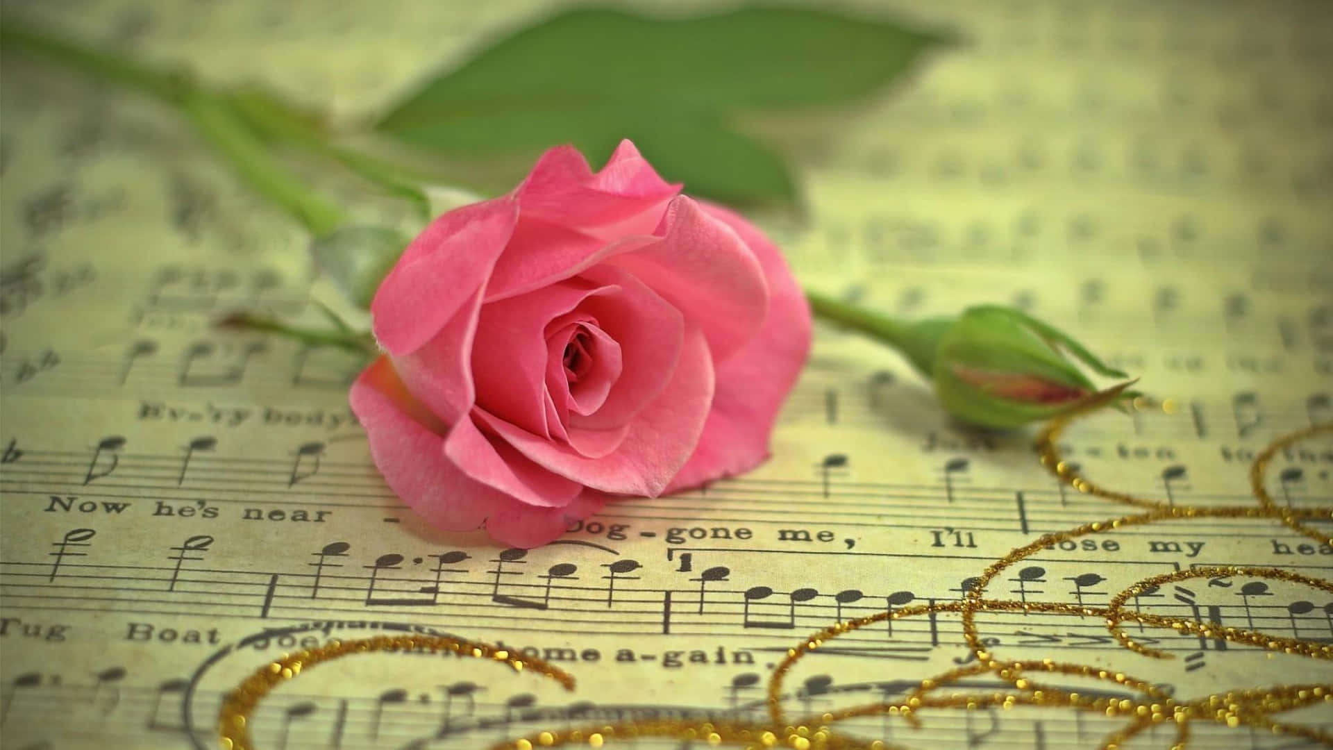 En pink rose på toppen af musik notearkiv tapet. Wallpaper