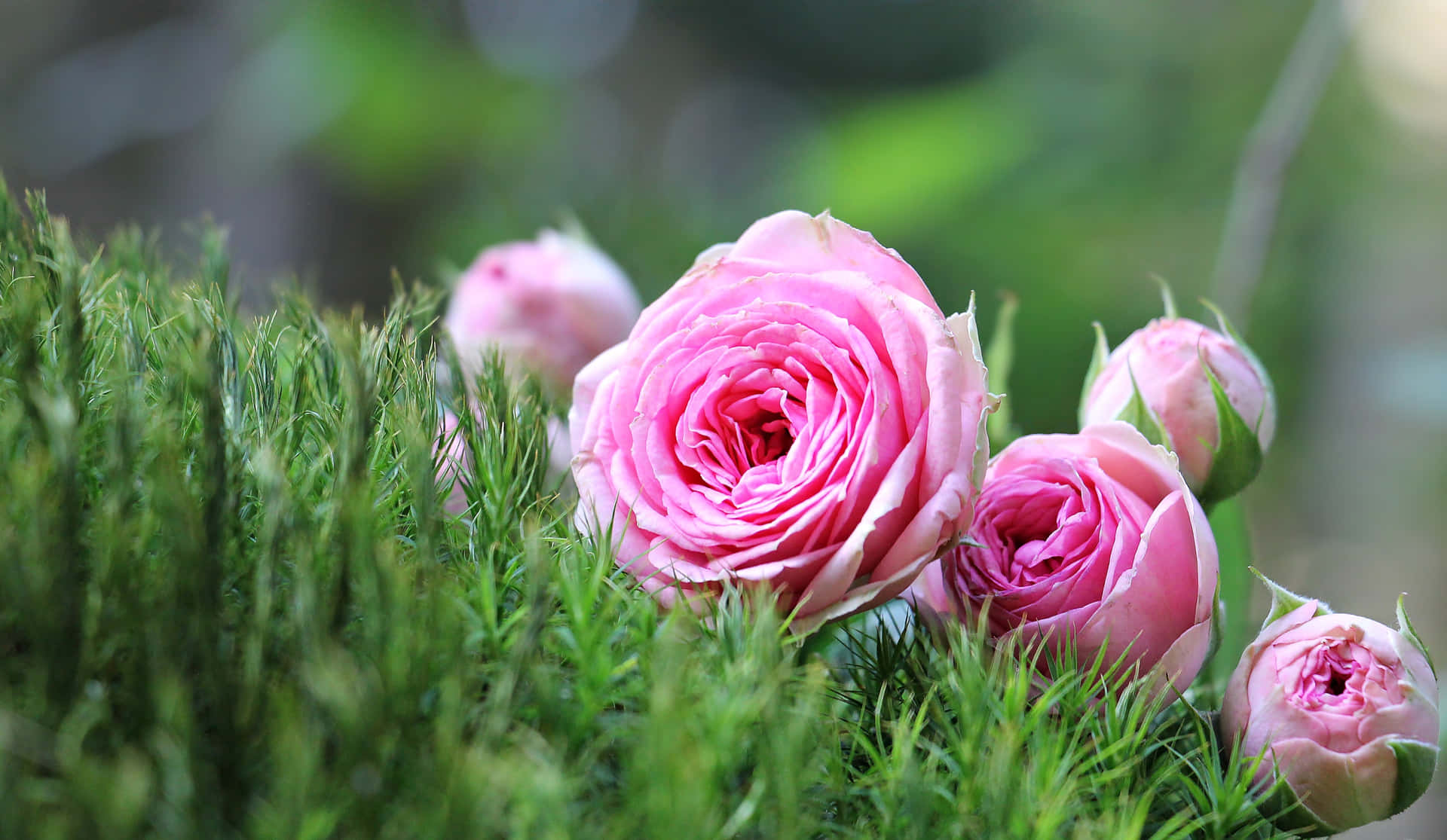 Pink Roses In The Grass Wallpaper