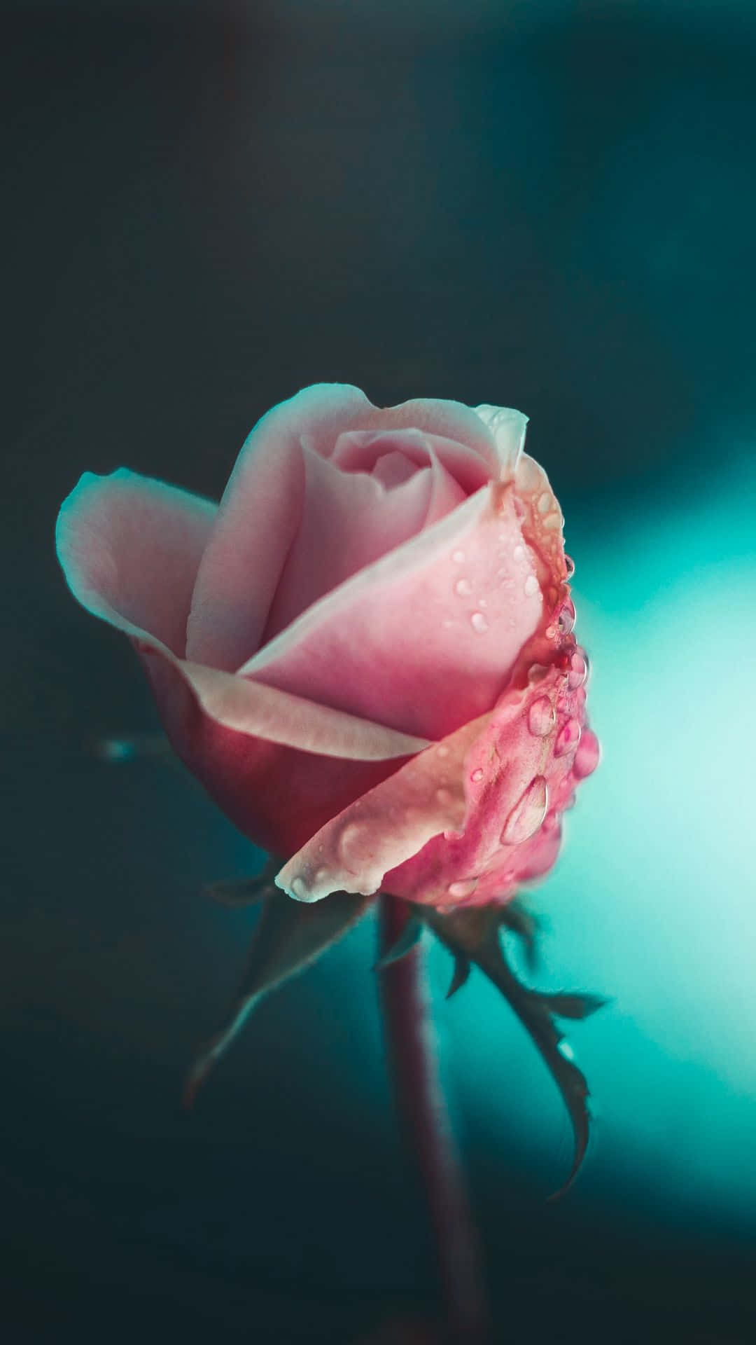 En pink rose med vanddråber på den. Wallpaper