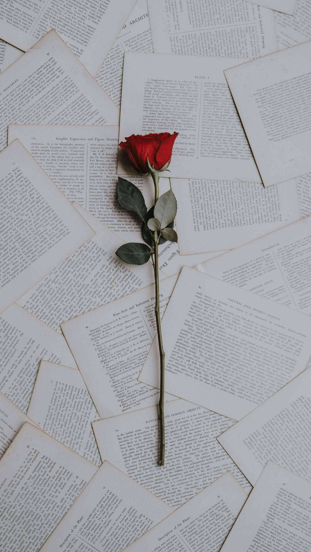 Rose On Papers Flower Phone Background Wallpaper