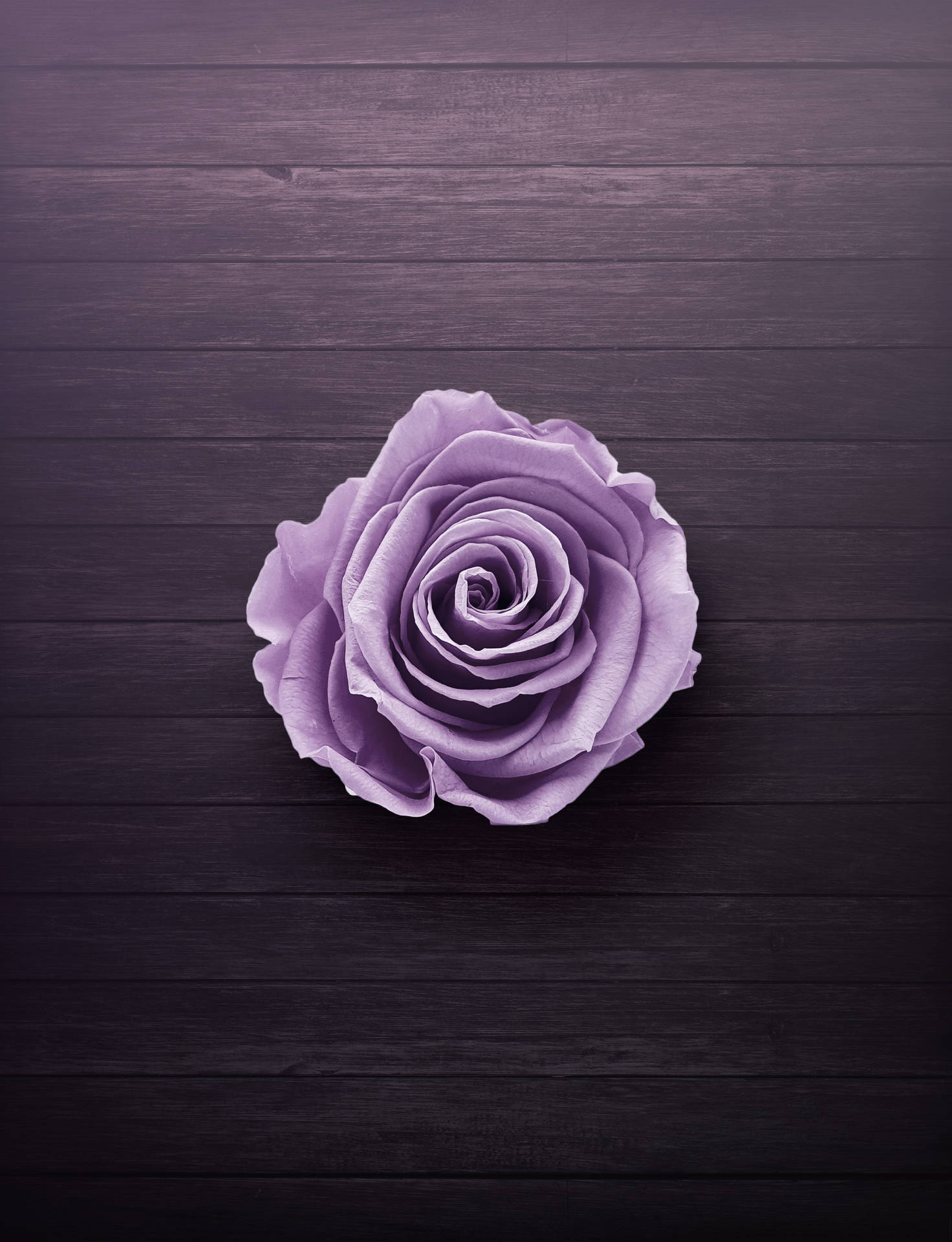 Rose On Wood Neon Purple Iphone Wallpaper