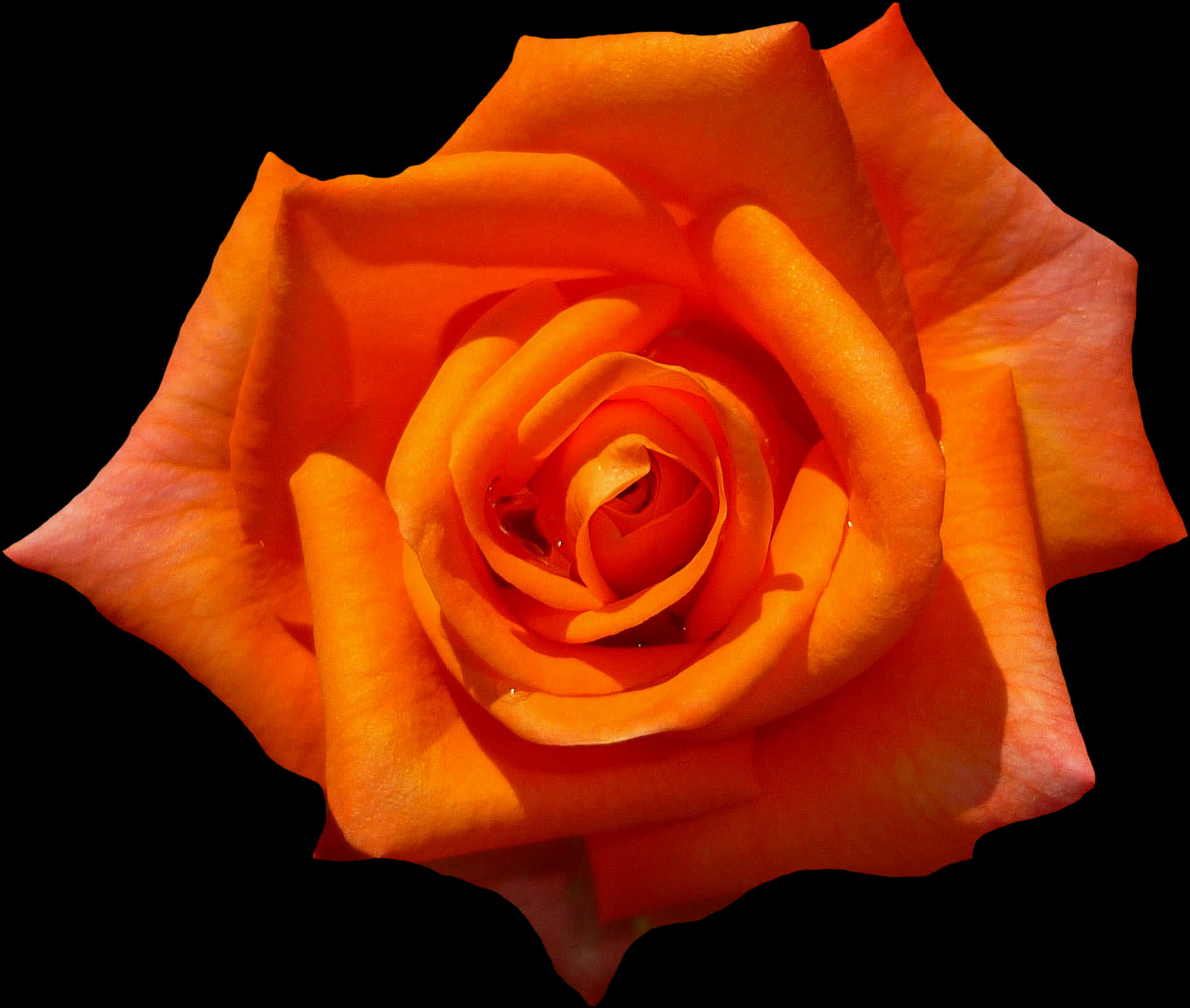 Rose, Orange, Blossom, Bloom, Flower, Orange Roses - Botanical Name Of Rose Flower, Hd Png Download PNG