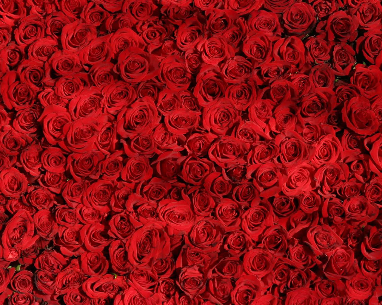 Elegant Red Rose Pattern Wallpaper