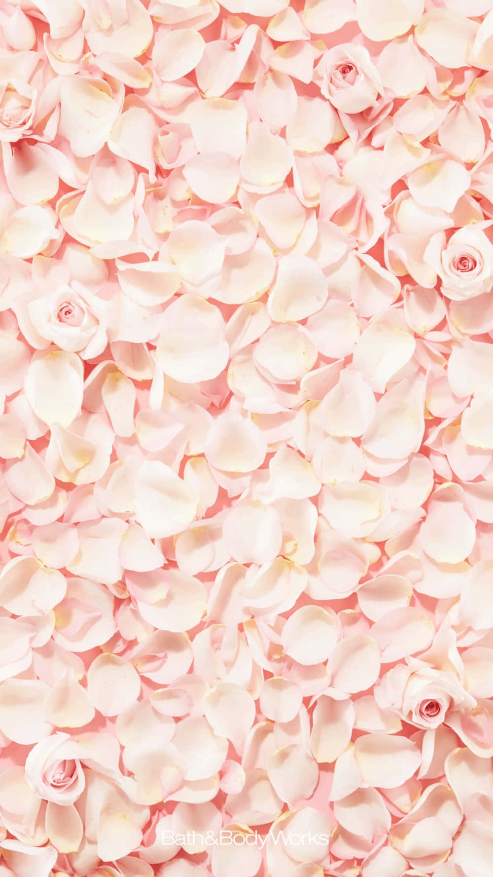 Elegant Single Rose Petal Wallpaper