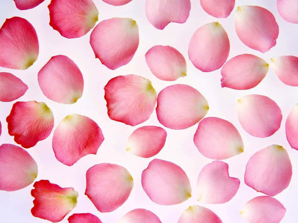 Romantic Red Rose Petal Close-Up Wallpaper
