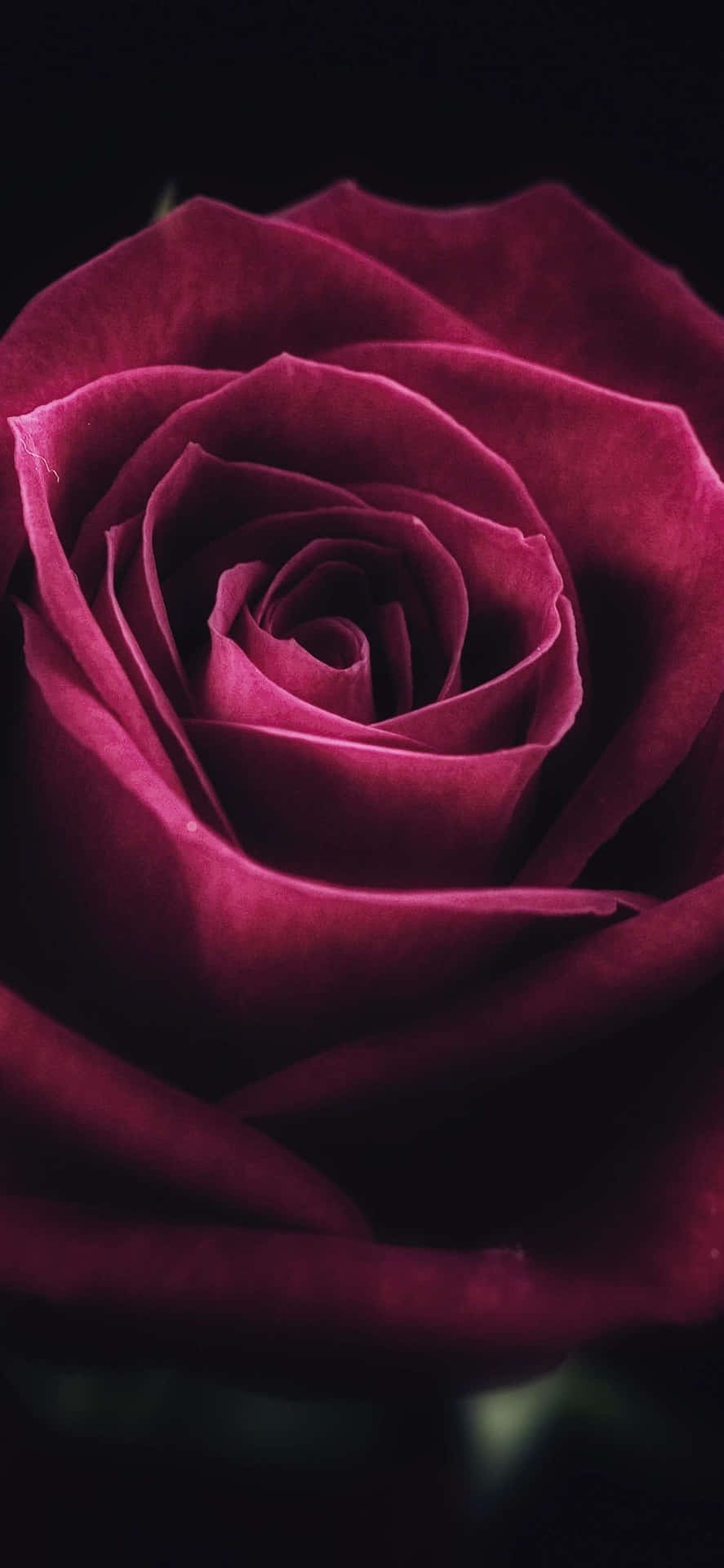 Caption: Delicate Rose Petal in Serene Surroundings Wallpaper