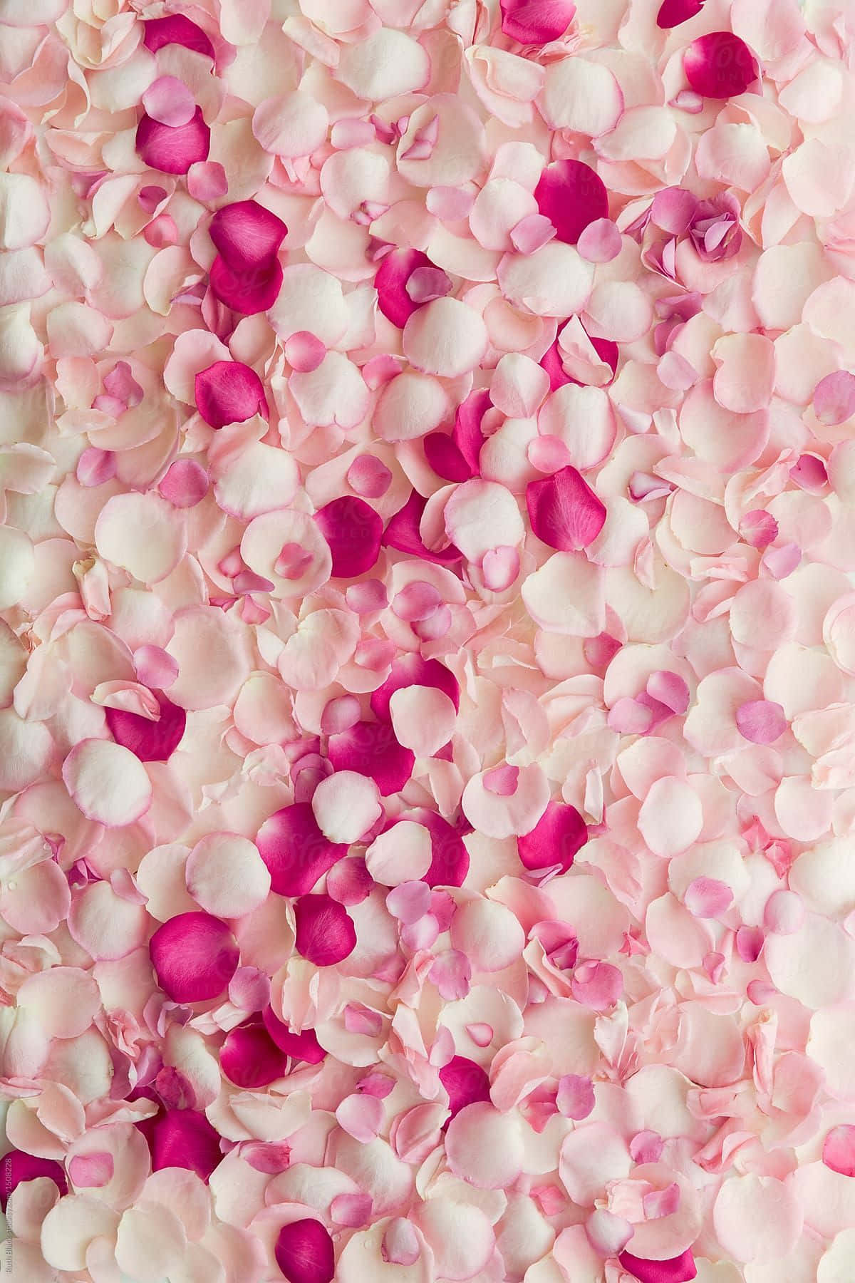Elegant Rose Petal Close-Up Wallpaper