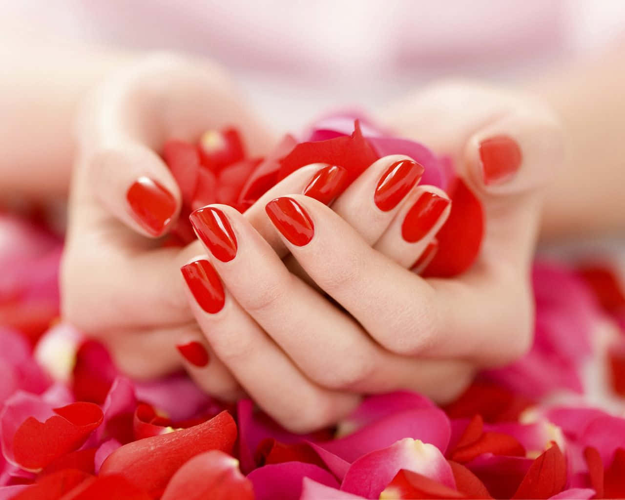 Elegant Red Rose Petal Close-up Wallpaper