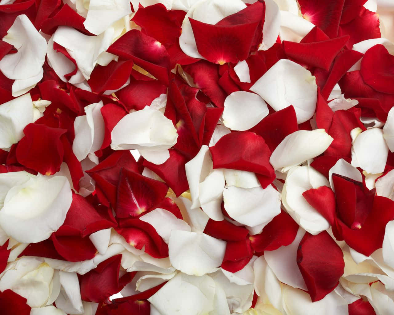 Vibrant Rose Petal Close-up Wallpaper