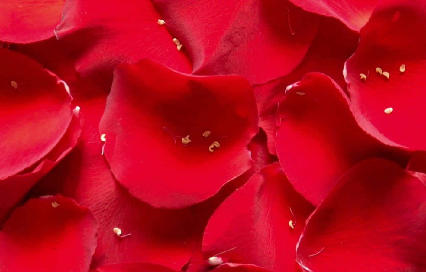 Blooming Red Rose Close-Up Wallpaper