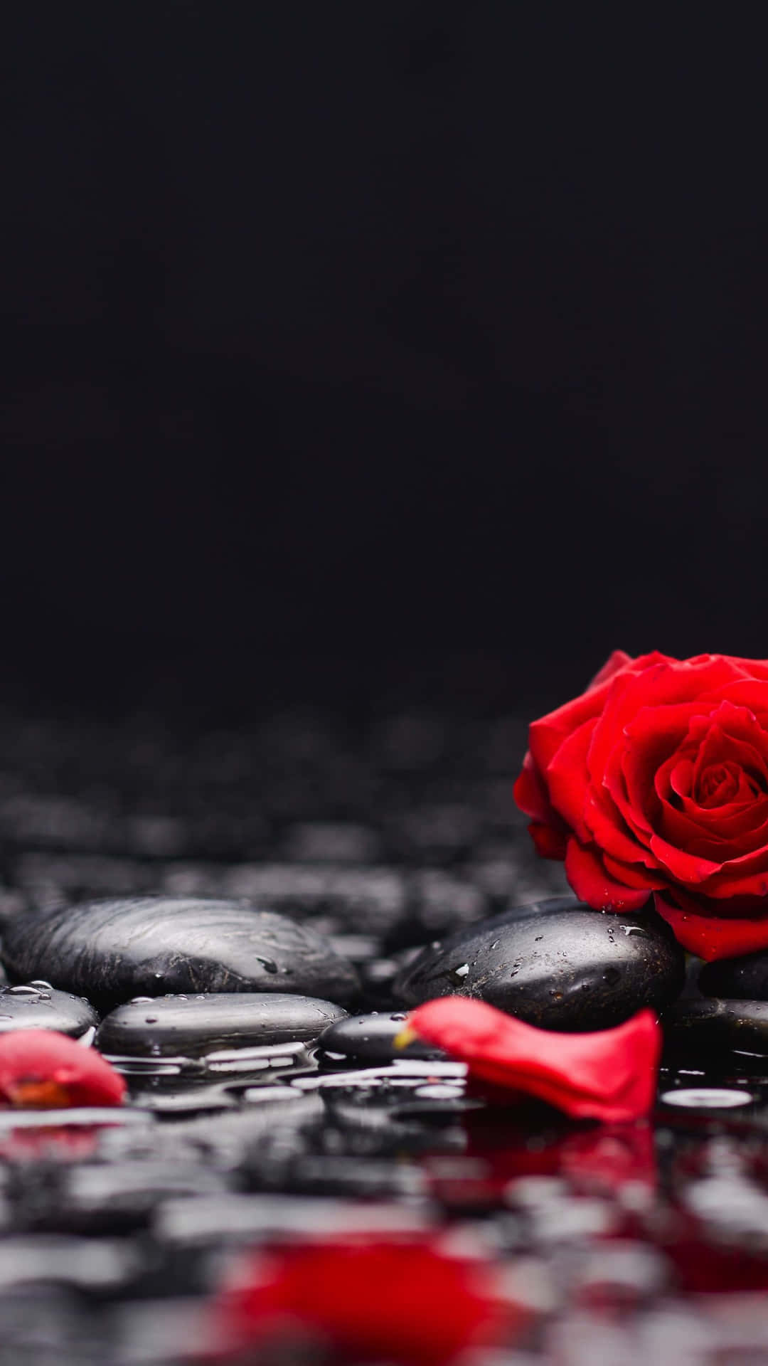 Elegant Rose Petal Close-up Wallpaper