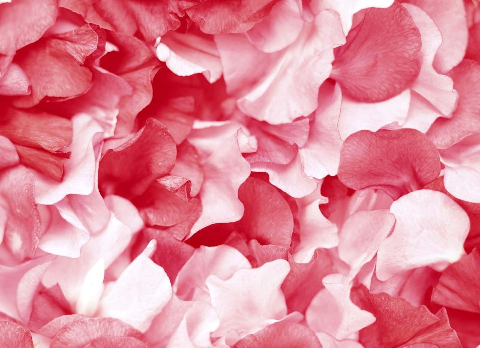 Enchanting Blooming Rose Petal Close-Up Wallpaper
