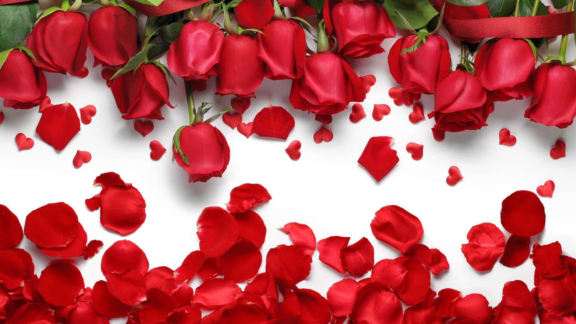 Vibrant Red Rose Petal Close-Up Wallpaper