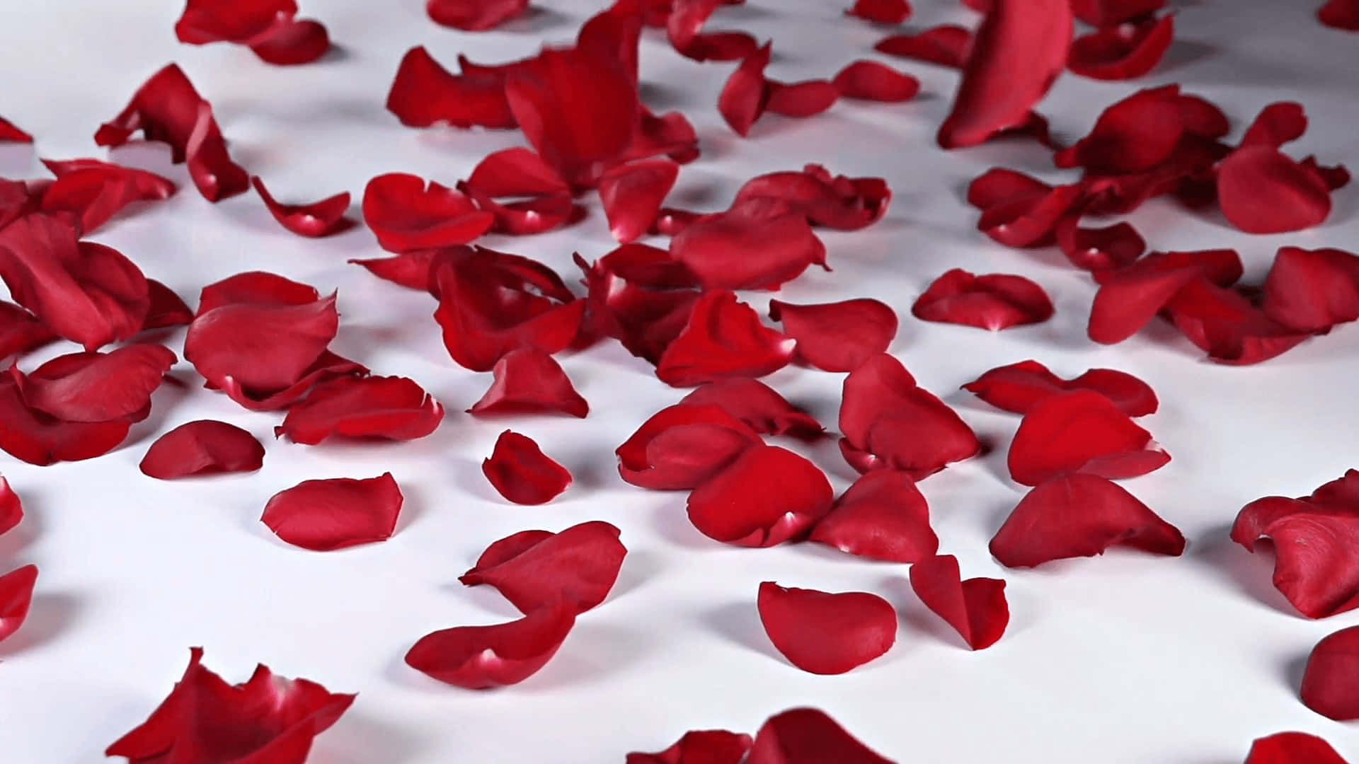 Captivating Red Rose Petal Close-up Wallpaper