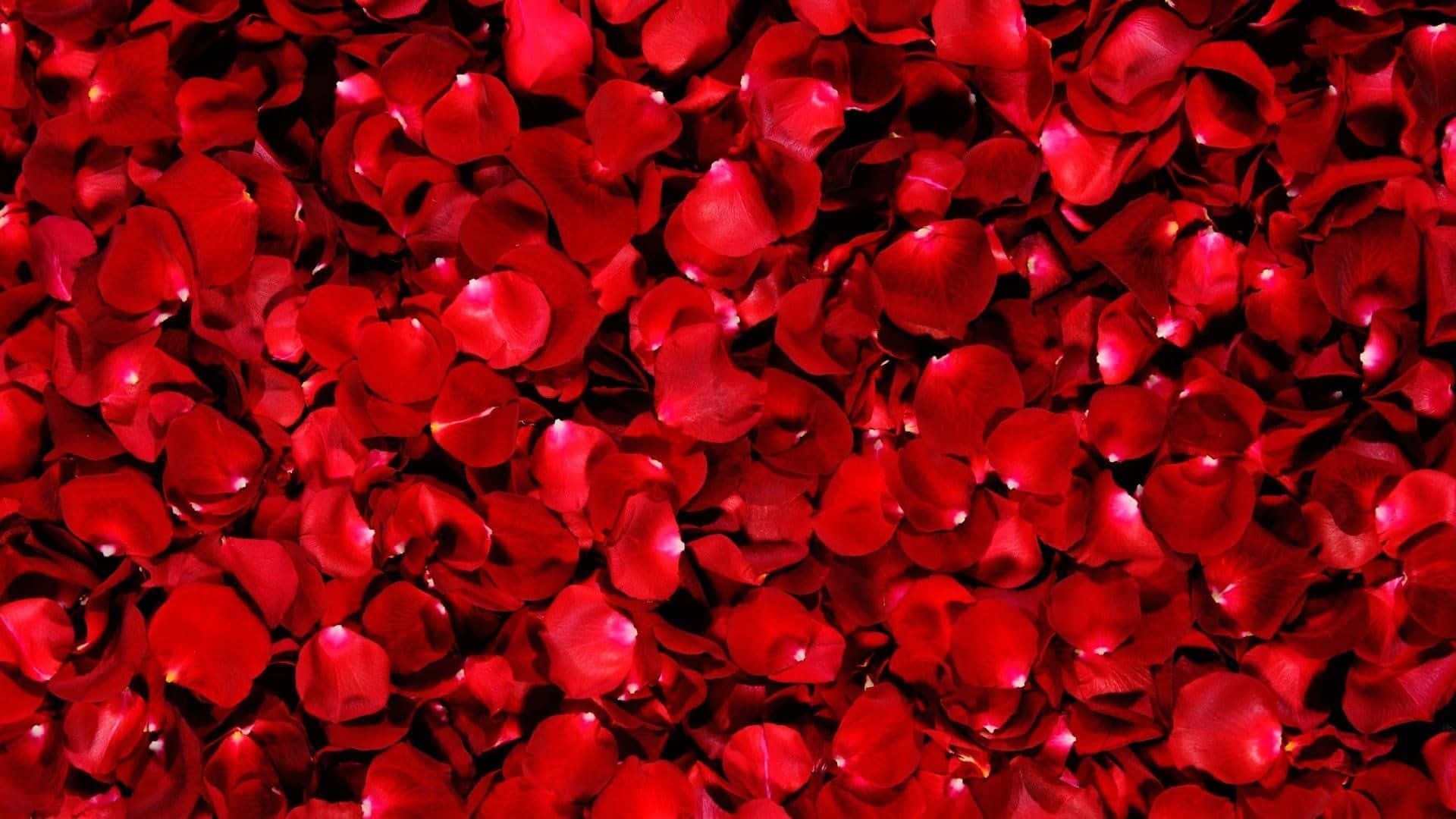 Eleganterosa Roja En Plena Floración Fondo de pantalla