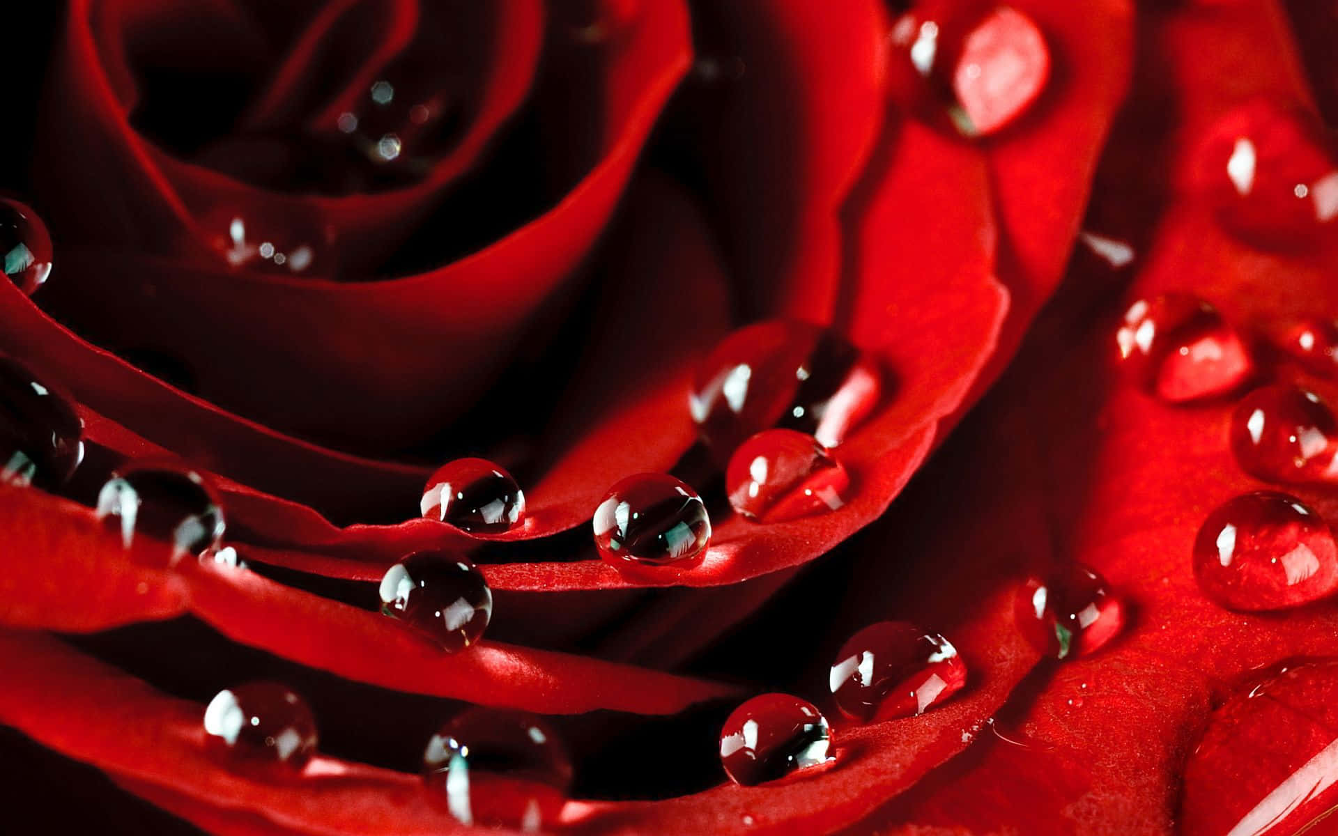 Captivating Rose Petal Close-up Wallpaper